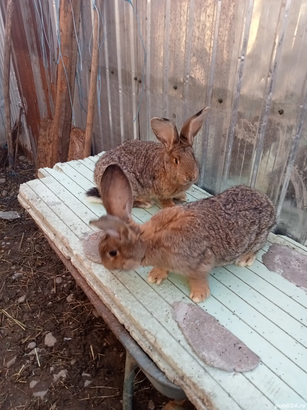 vând iepuri uriaș si berbec sau schimb cu păsări 