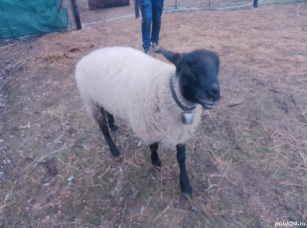 De vânzare sau schimb, berbec suffolk vâstră 1 an și trei luni,