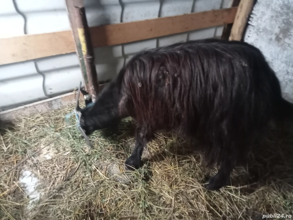 vând sau schimb o capră gestantă 