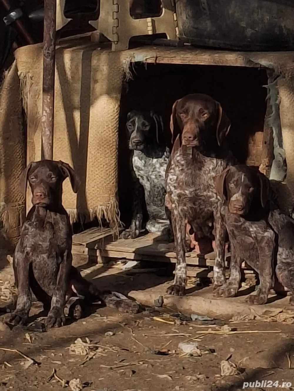 Donez brac german din părinți folositi la vanatoare