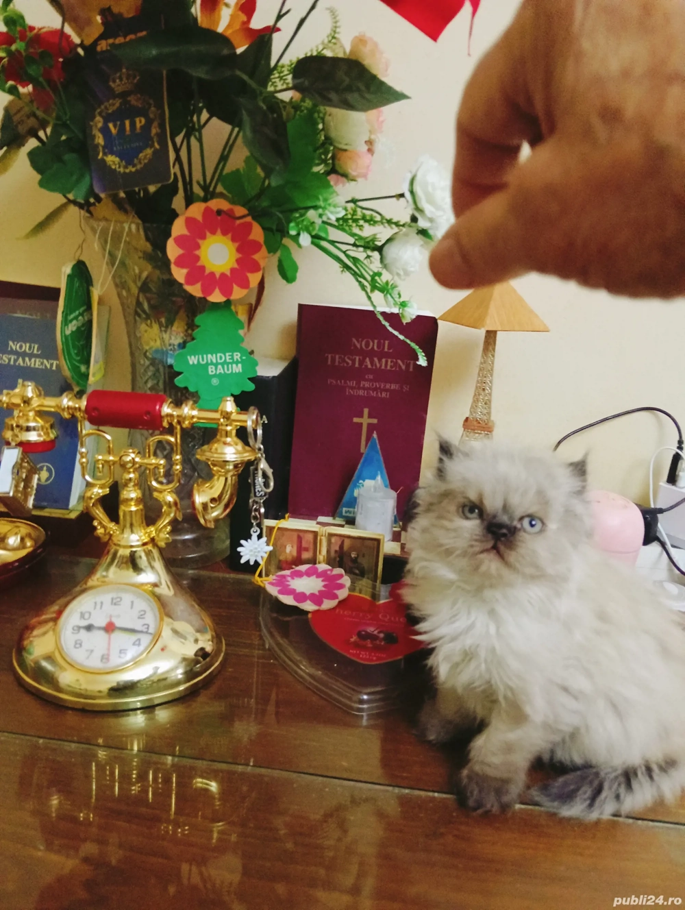 vanzare pisicuți Persani 