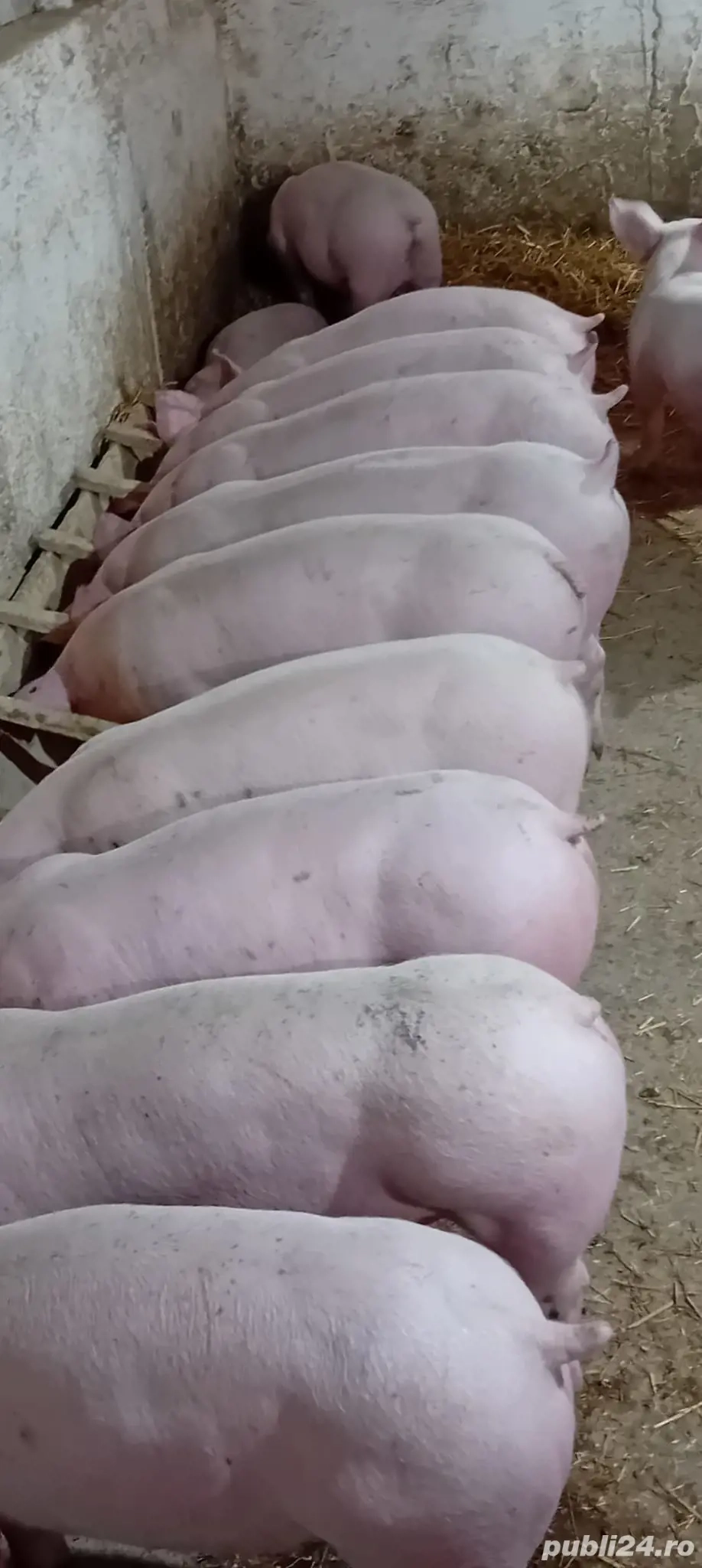 Disponibili rasa de carne