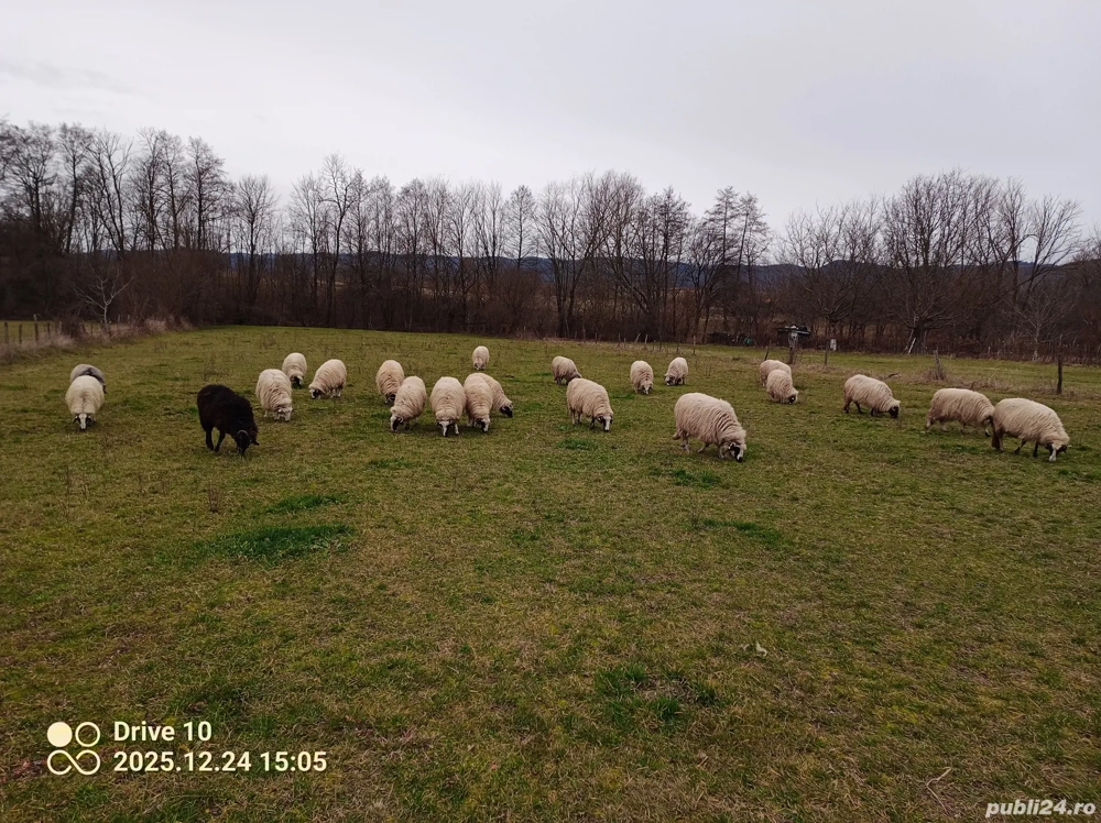 vând oi tinere breze 