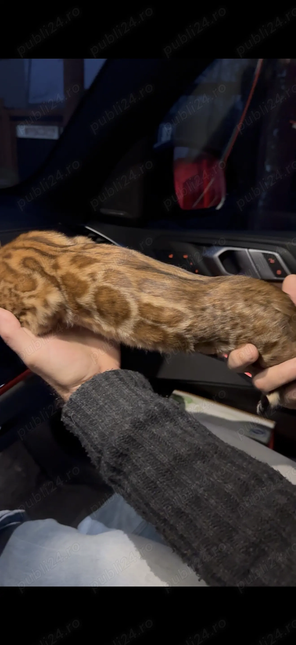 Vând pisică Bengal brown , ochii verzi , mascul 