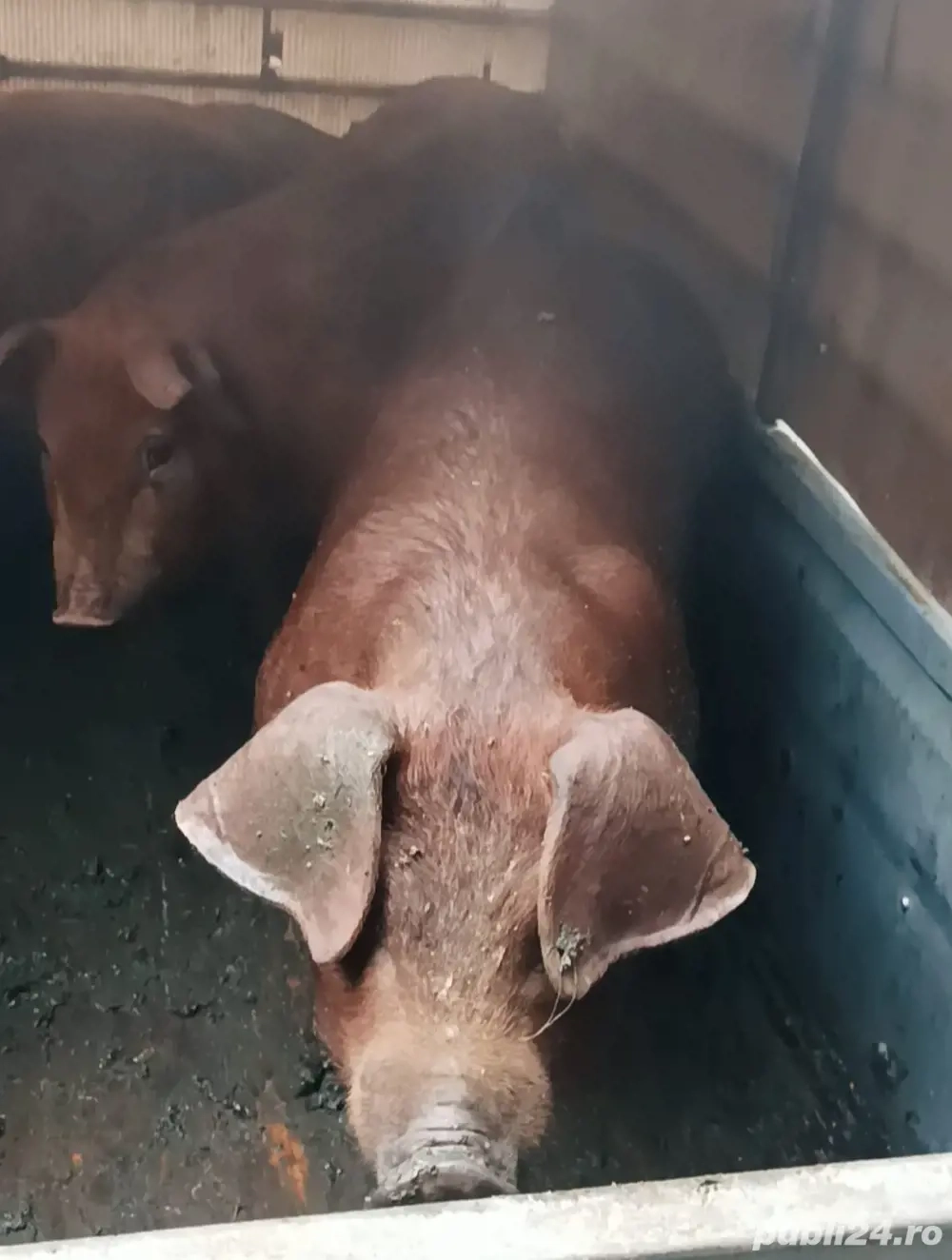 Purcei Duroc