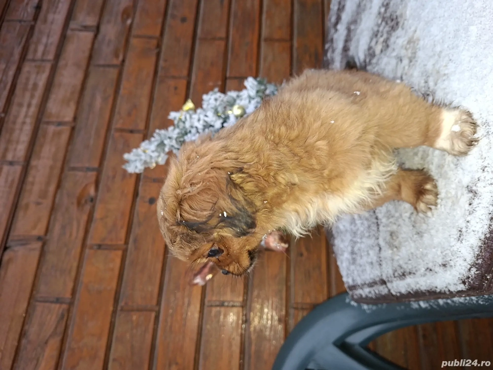 Pechinez-fetiță de 12 săptămâni