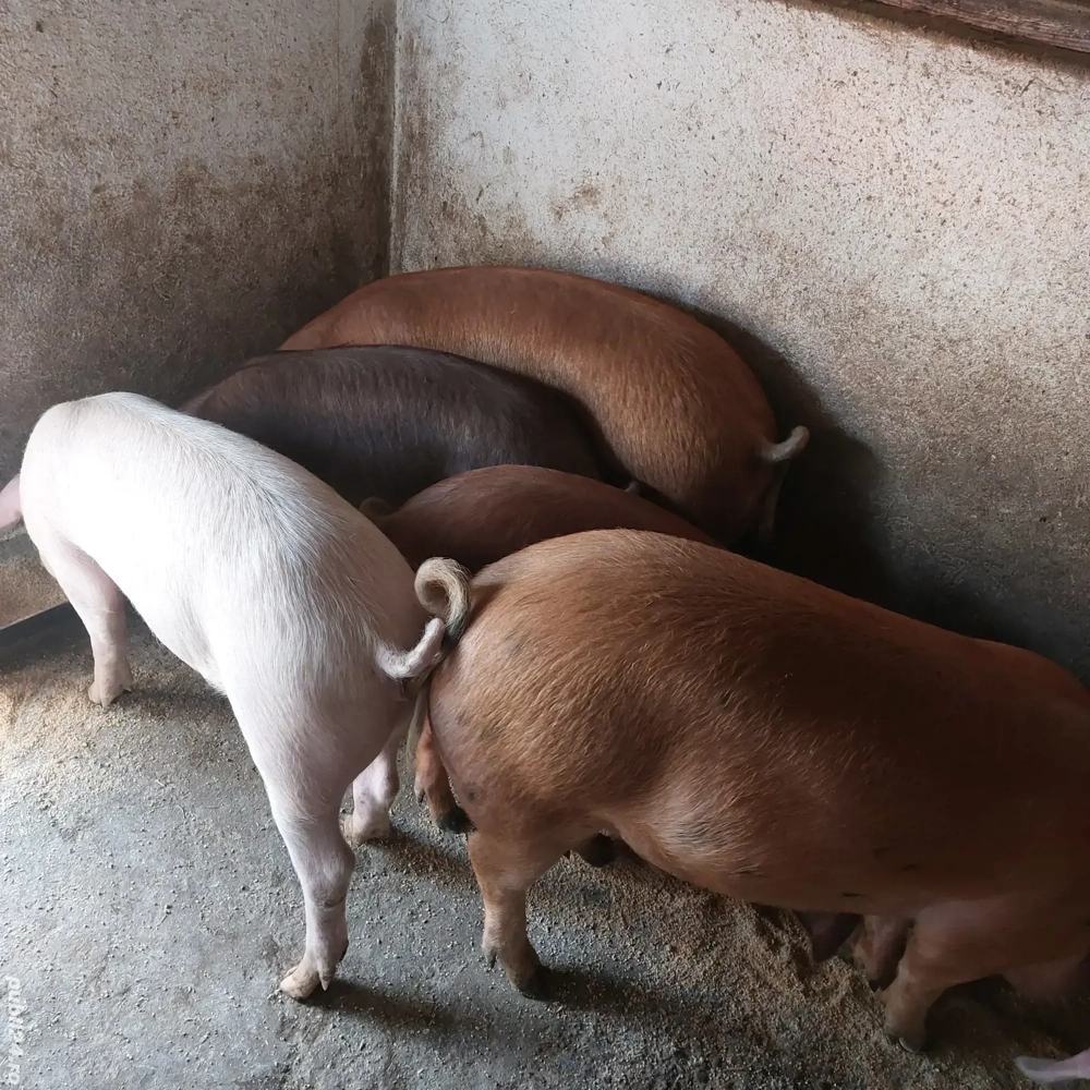 vand grasuni 50-100 kg, pret 12 lei kg