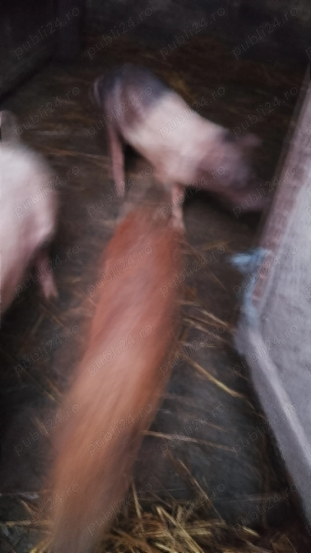 Purceii se vand toți.