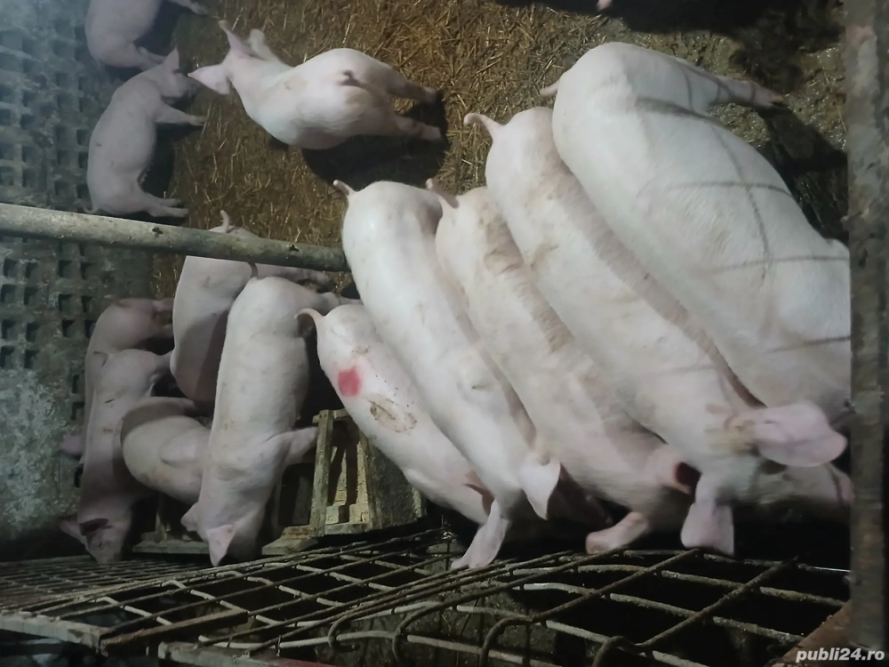 Purcei castrați rasa foarte bună , deparazitați conform varstei