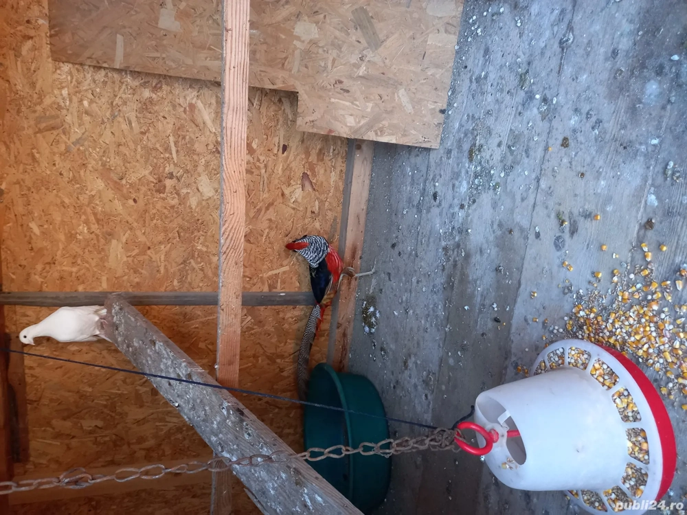 Fazan exotic diamant 