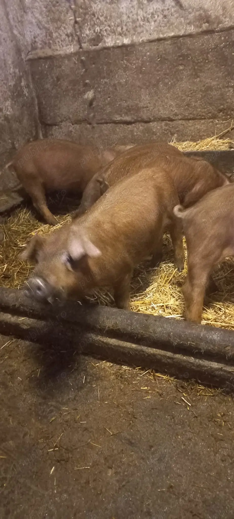 Purcei Rasa Duroc 700 Lei  2 Luni Com Lița Teleorman o733345270