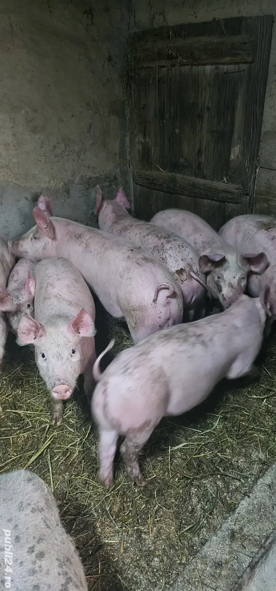 Vând Purcei Rasa Marele Alb 3.5 Luni si Duroc 2 Luni 700 - 800 Lei bucata o733345270 