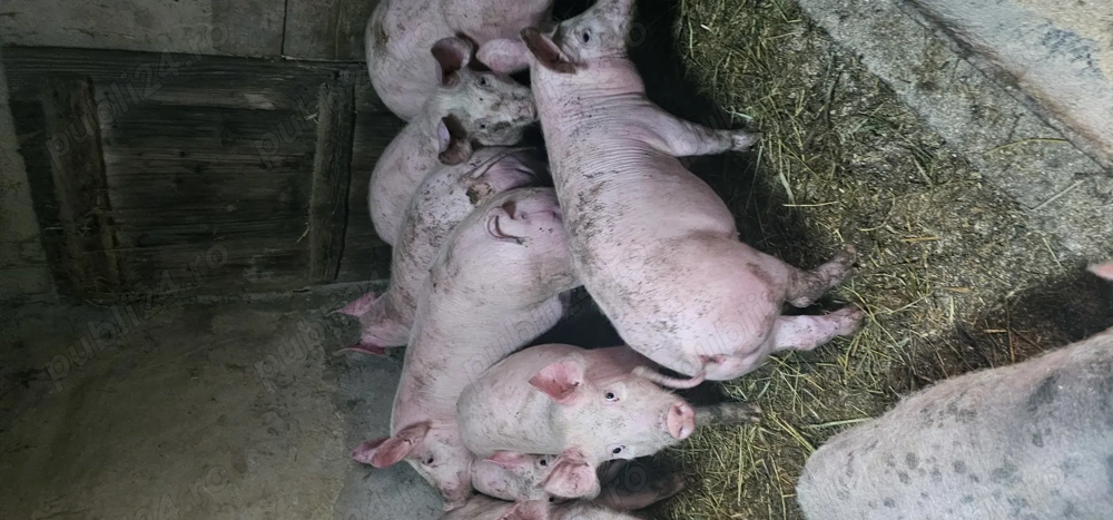 Vând Purcei Rasa Marele Alb x Pietrain 35 - 40 Kg Com Lița o733345270 