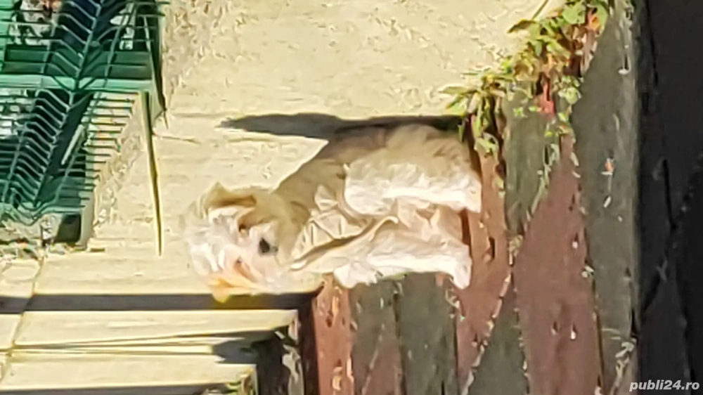 Vând bichon maltez 3 luni