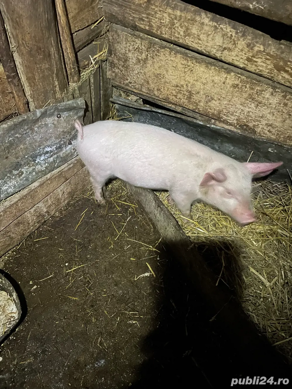 Vind purcea de 7 saptamîni 