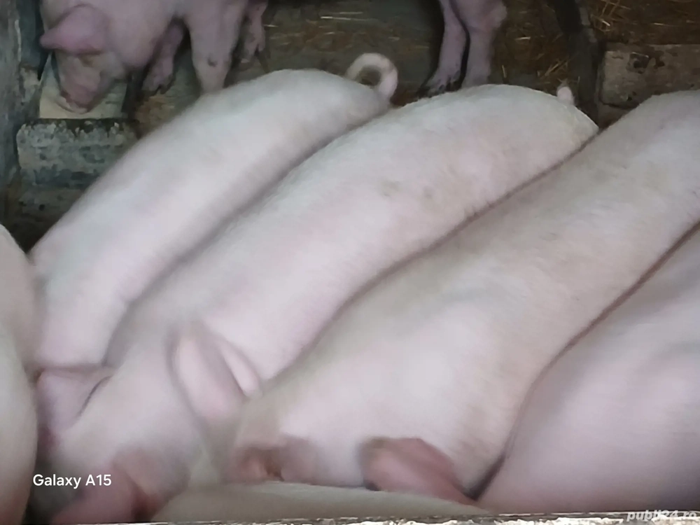 soldani porci pik original 45-60 kg