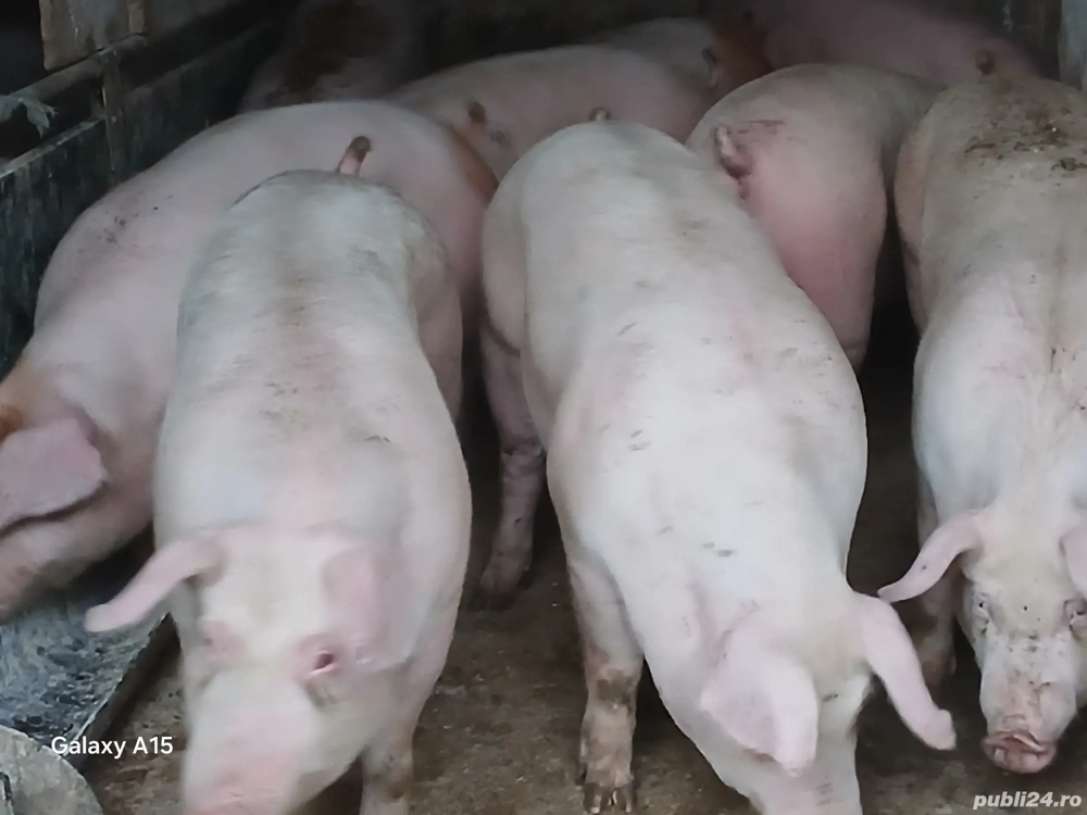 soldani porci pik original 45-50 kg