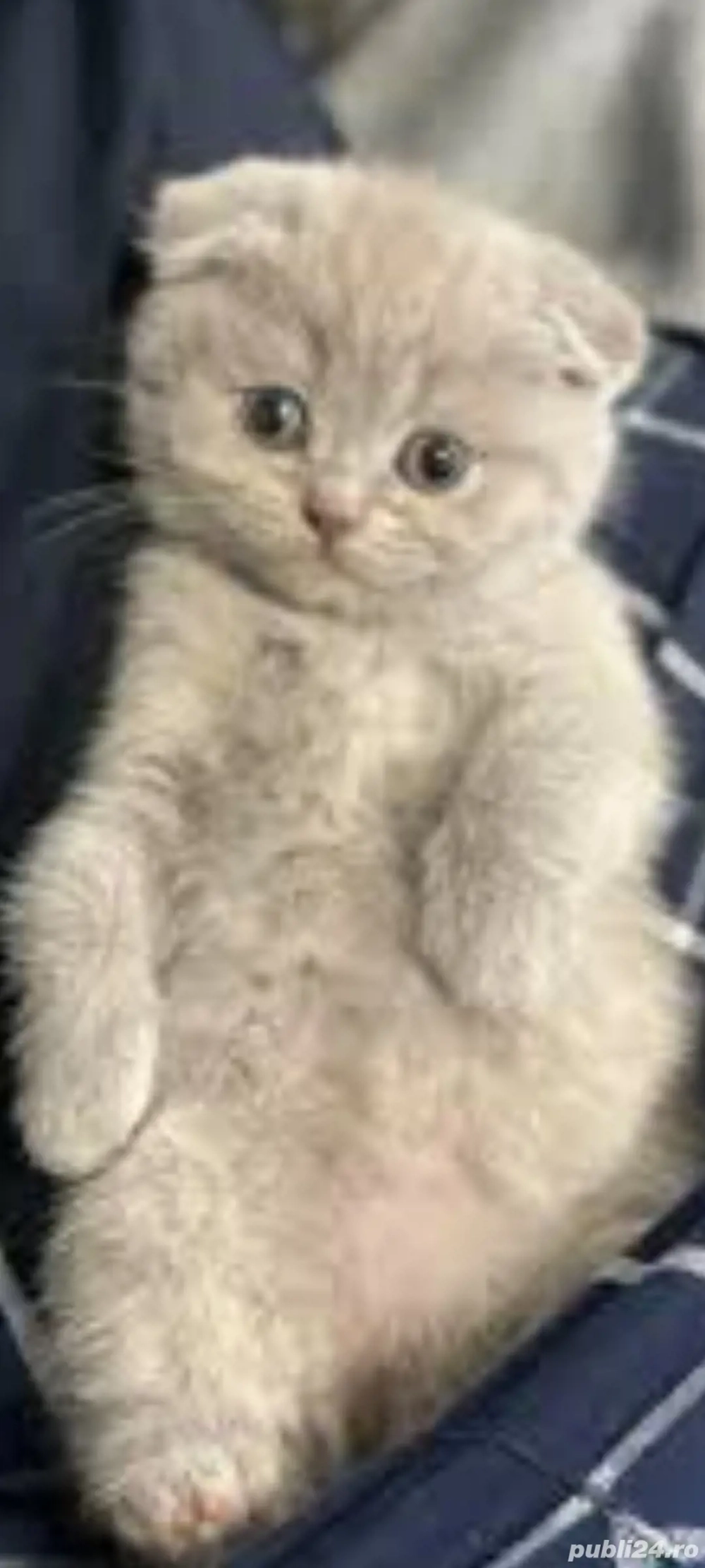 Scottish fold crem!!!