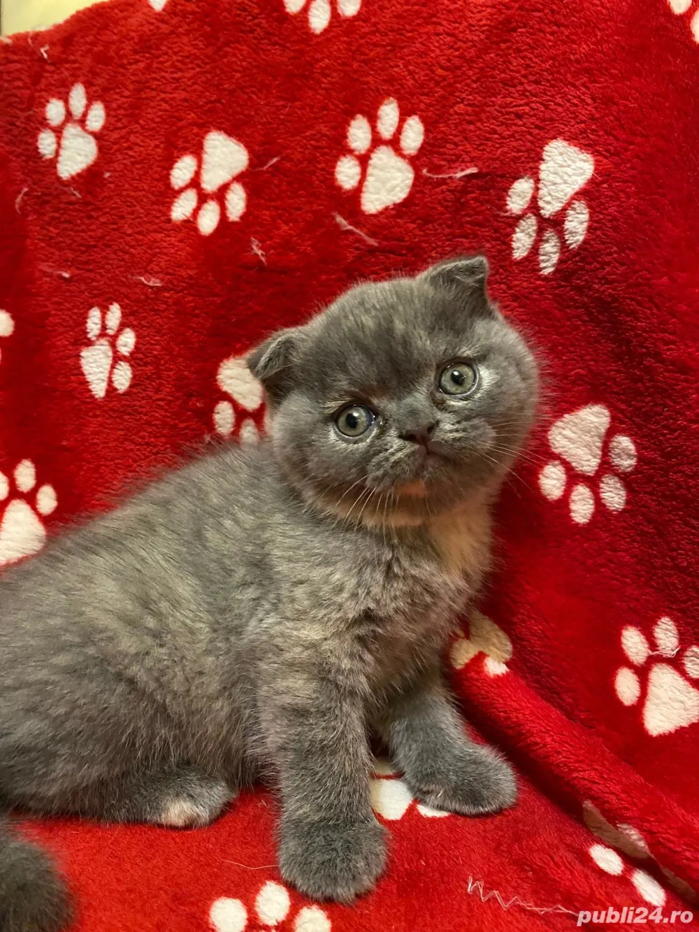Vand pisicute british shorthair si scottish fold