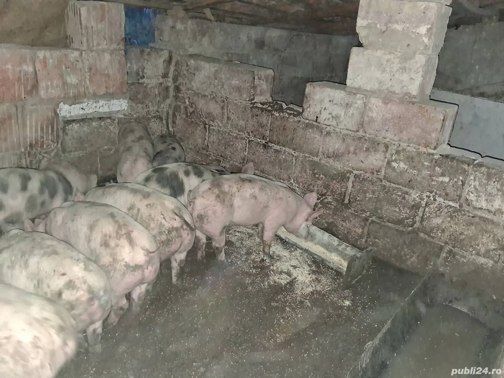 vand suldani 35kg 40kg 