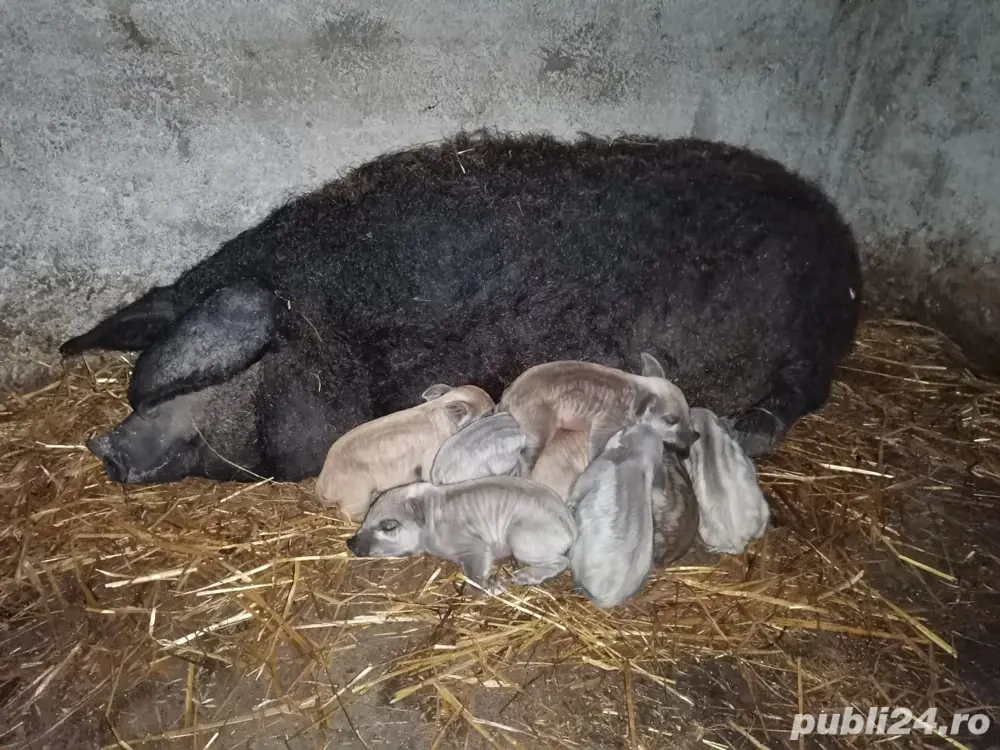 Vand purcei mangalita 