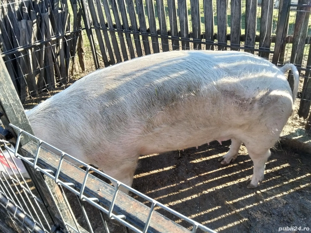 Vând porc de Craciun