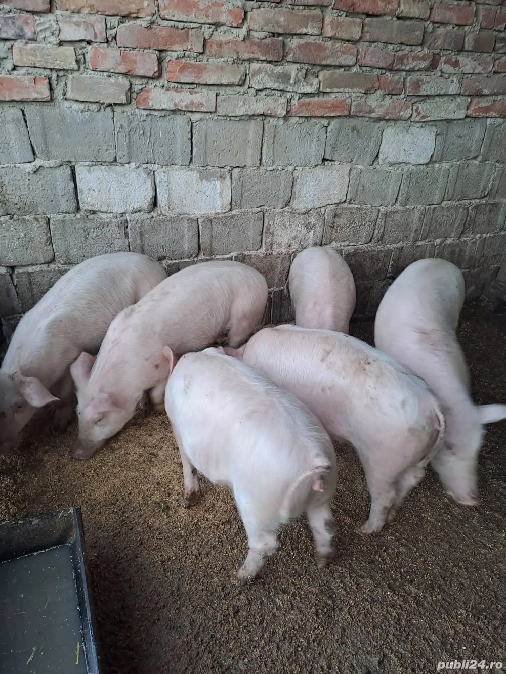 porci 40-45 kg !