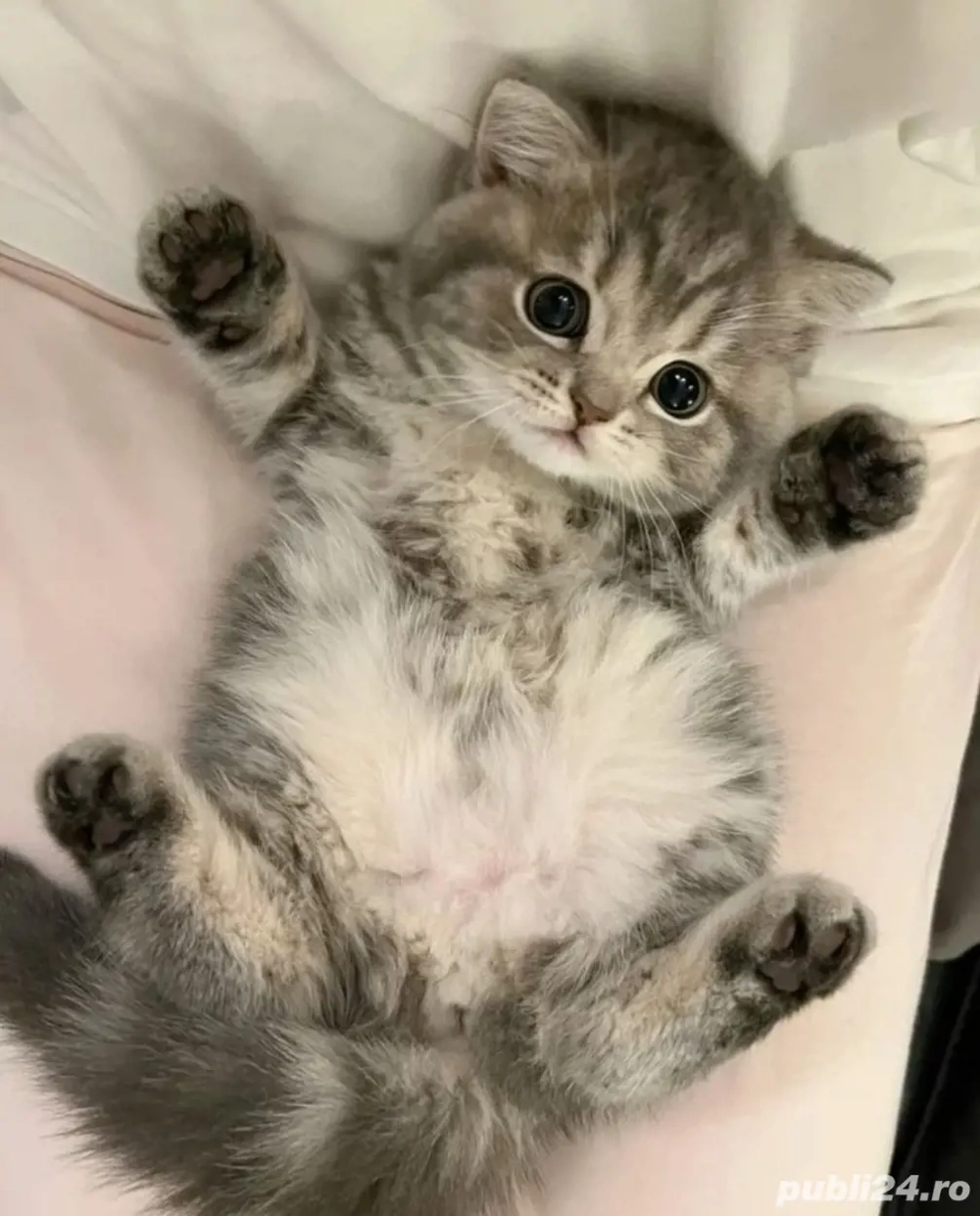 Scottish Fold deosebiți 