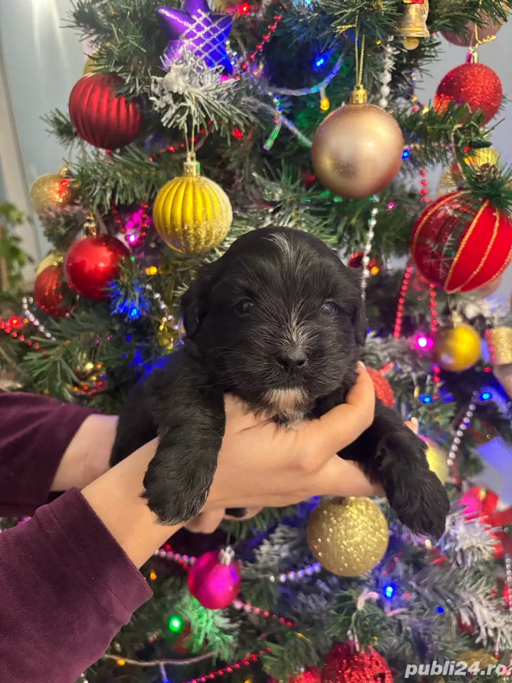 catei bichon de vanzare