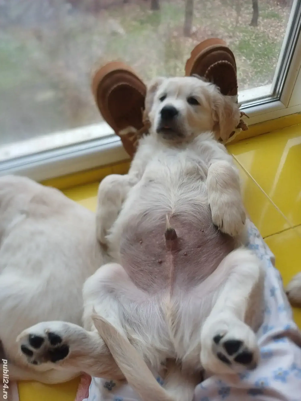 Pui Golden Retriever 2200 lei