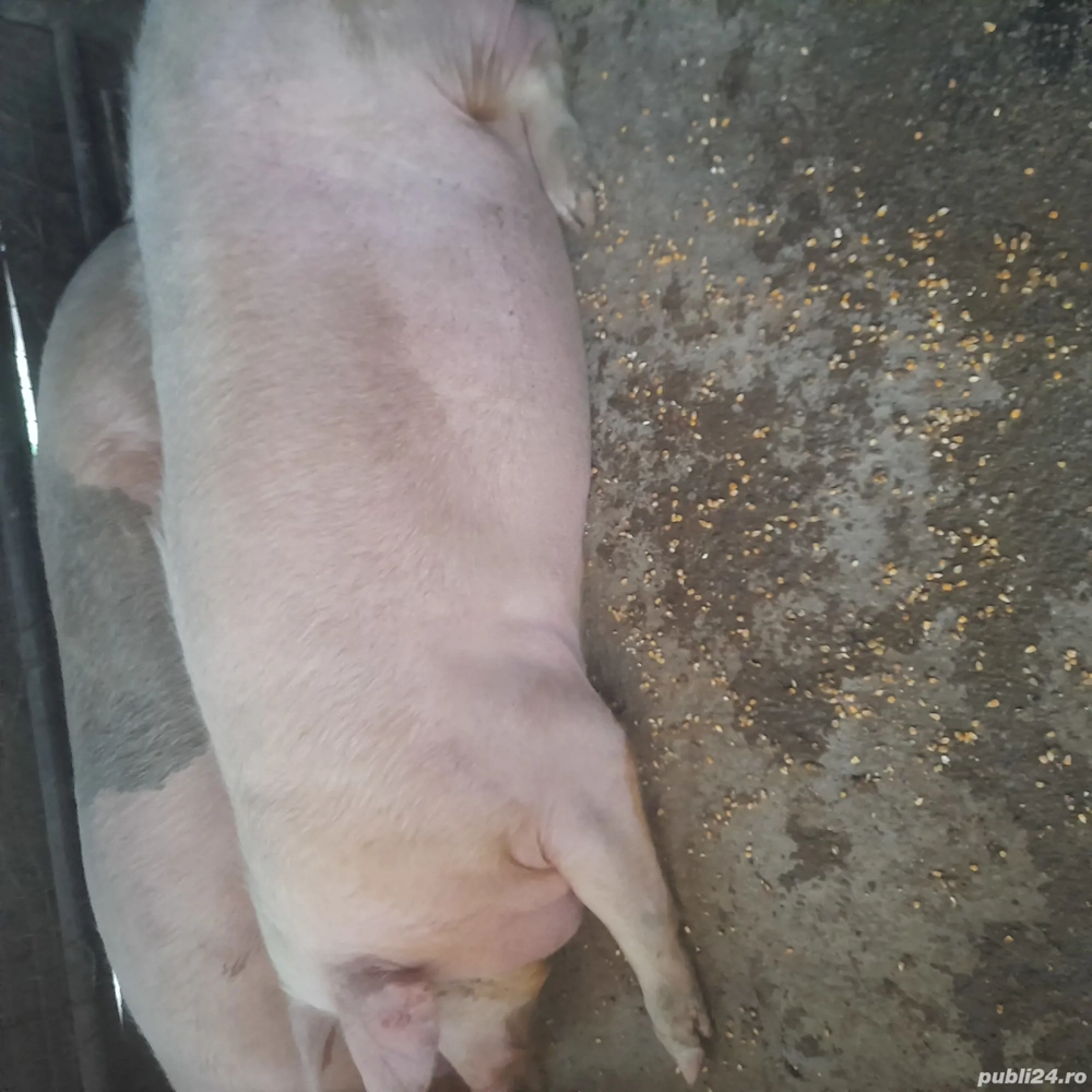 Porci mari de vanzare 