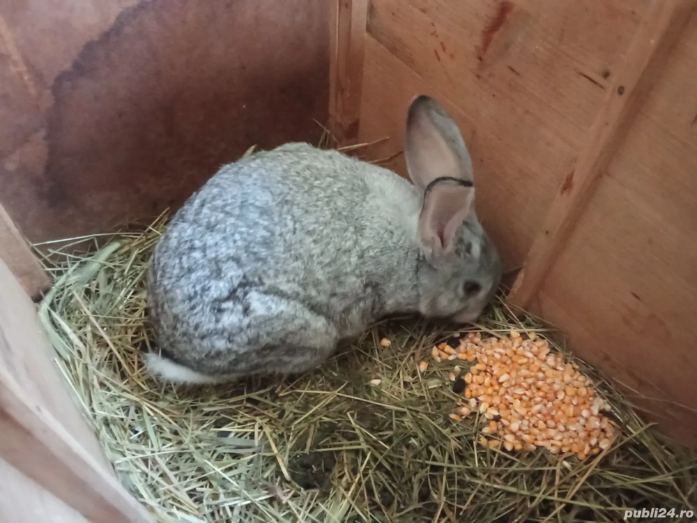 Vând iepuri tineri vârstă 7 luni 
