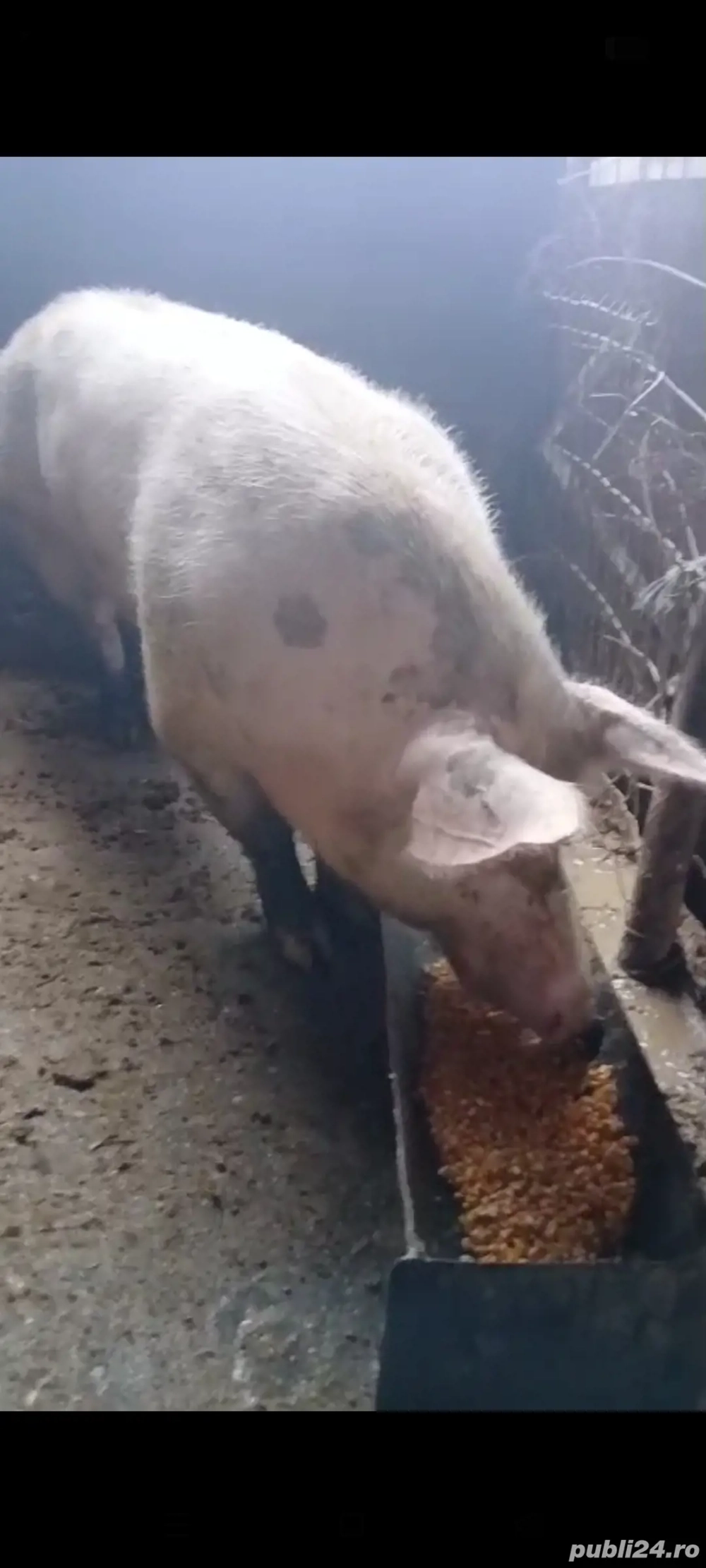 Purcea pietrană 160 Kg preț 12Lei  Kg