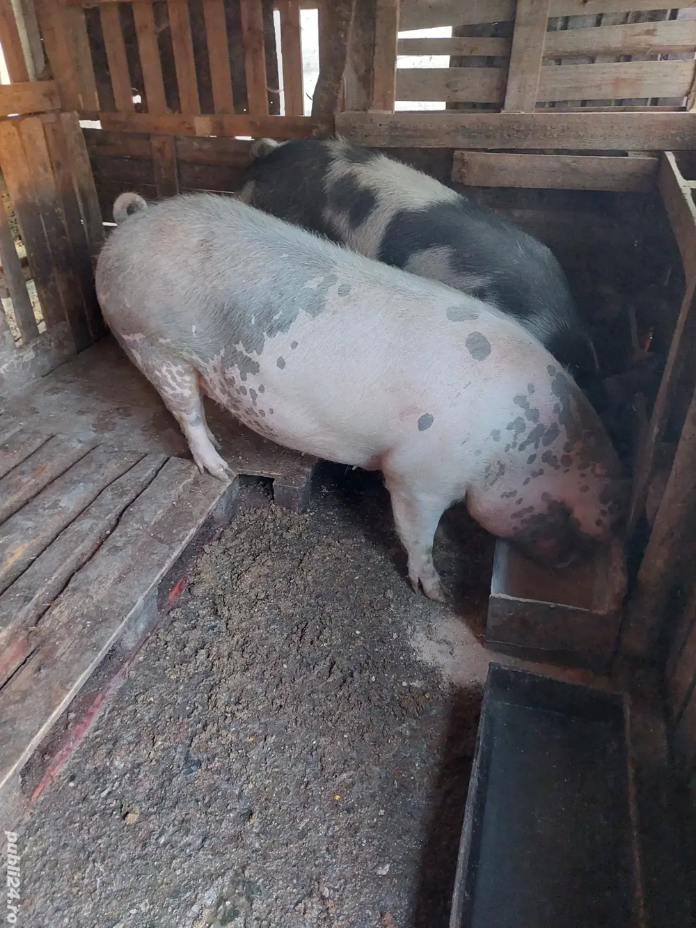 porci de casă 