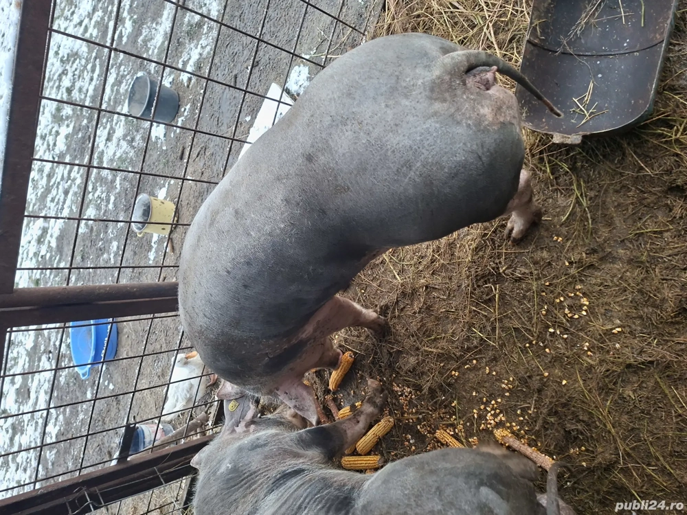 Vand scroafa petran .