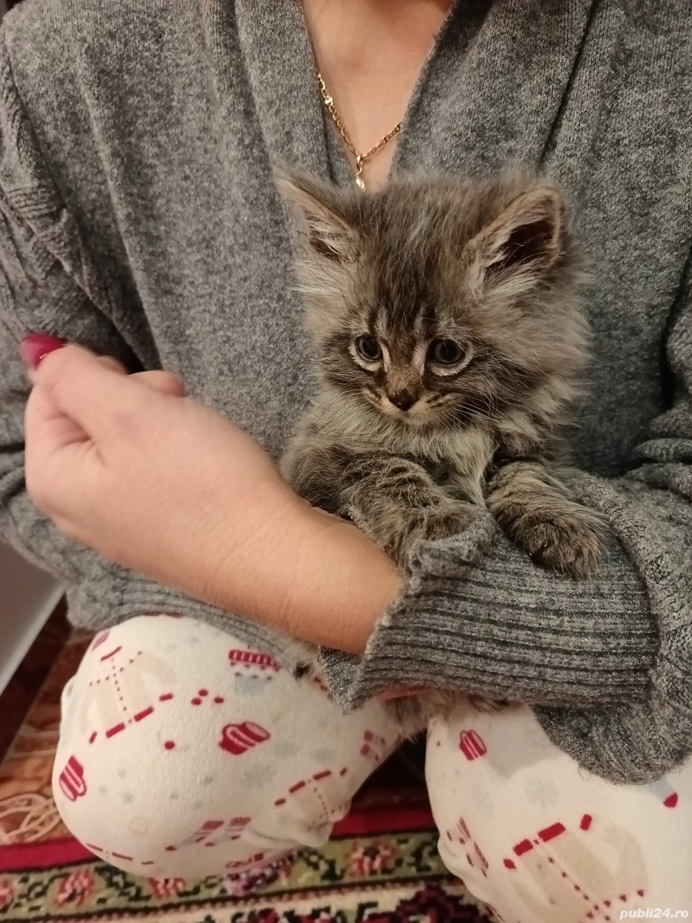 Pisicuti de Maine Coon 