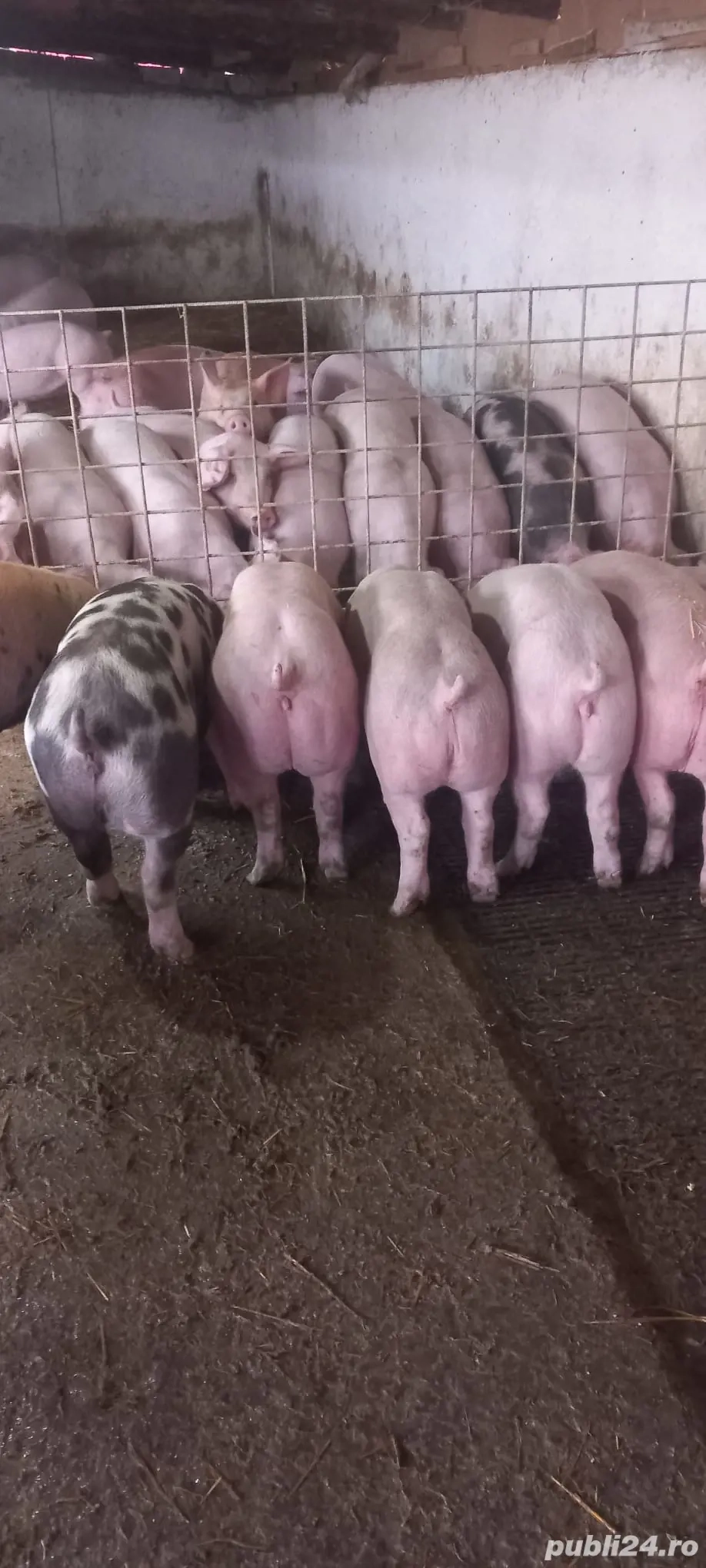 Grăsuni 45kg la 55kg