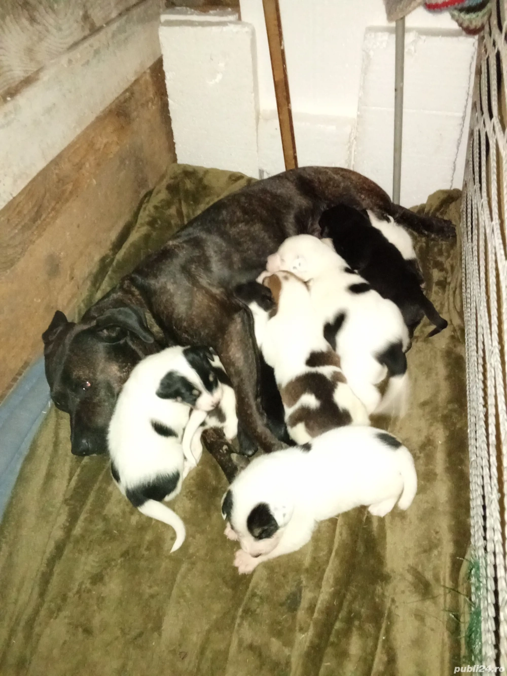 catelusi de rasa metisa 