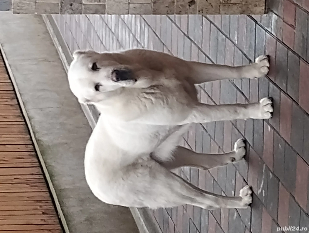 Femela Asia centrala, alabai