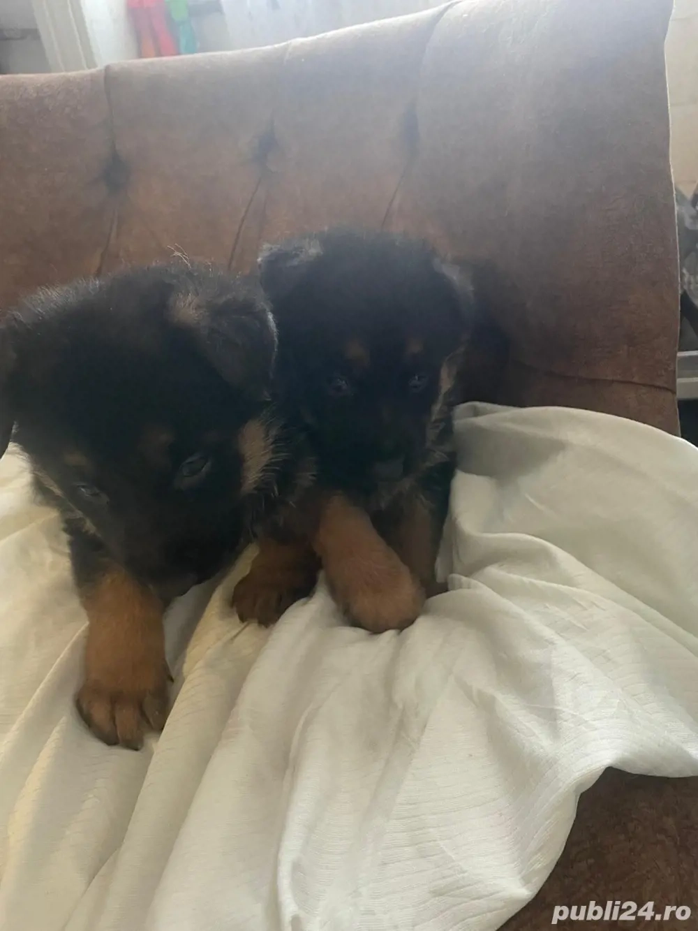 vand pui ciobanesc german