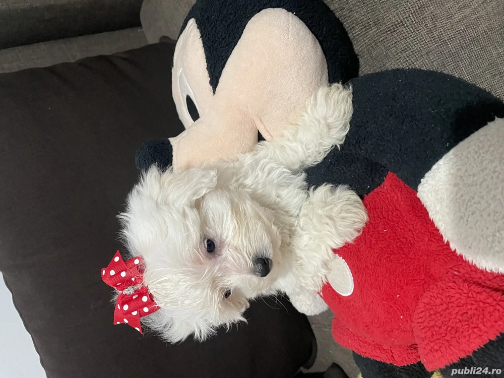 Bichon maltez pui