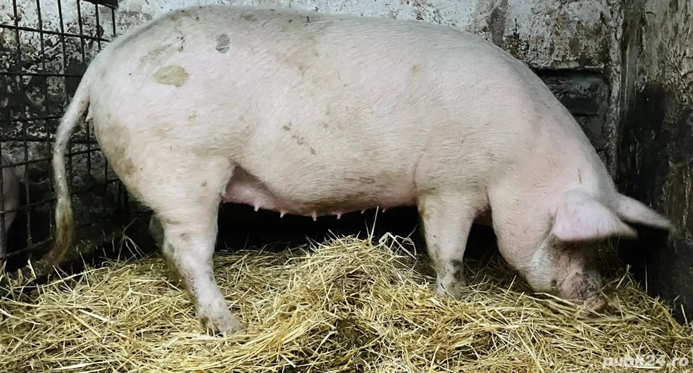 Femela rasa marele alb