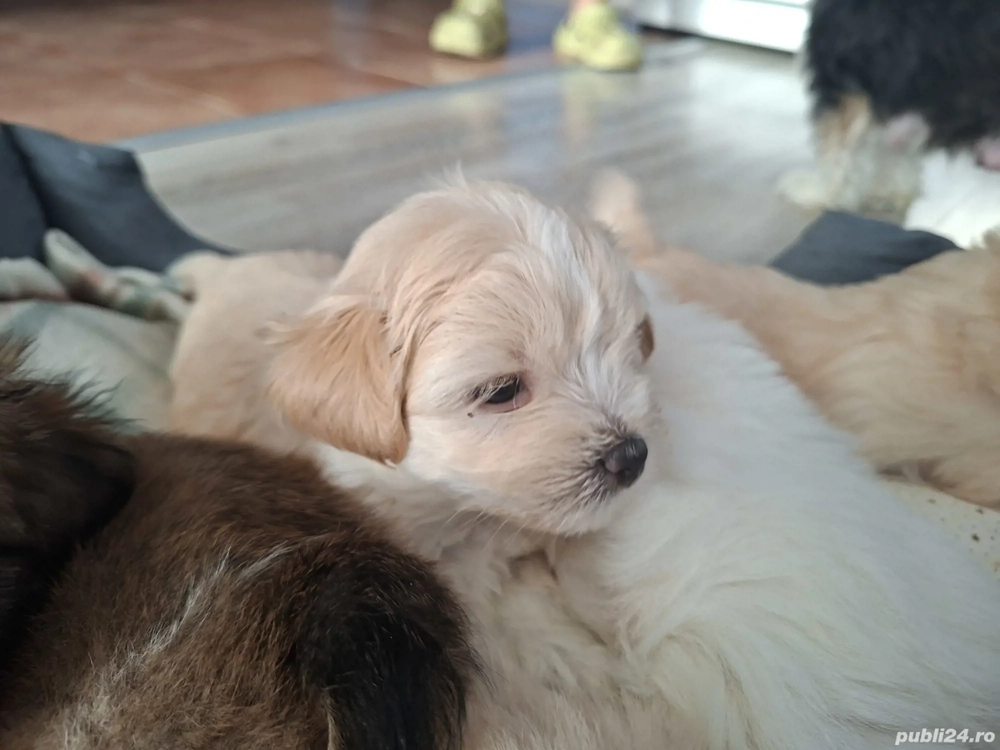 Vand bitchoni mai multe culori 