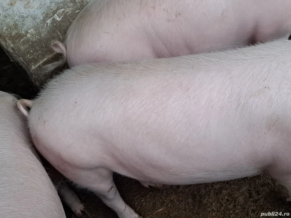 3 porcii crescuți bio  aproximativ 100 kg 10 kg