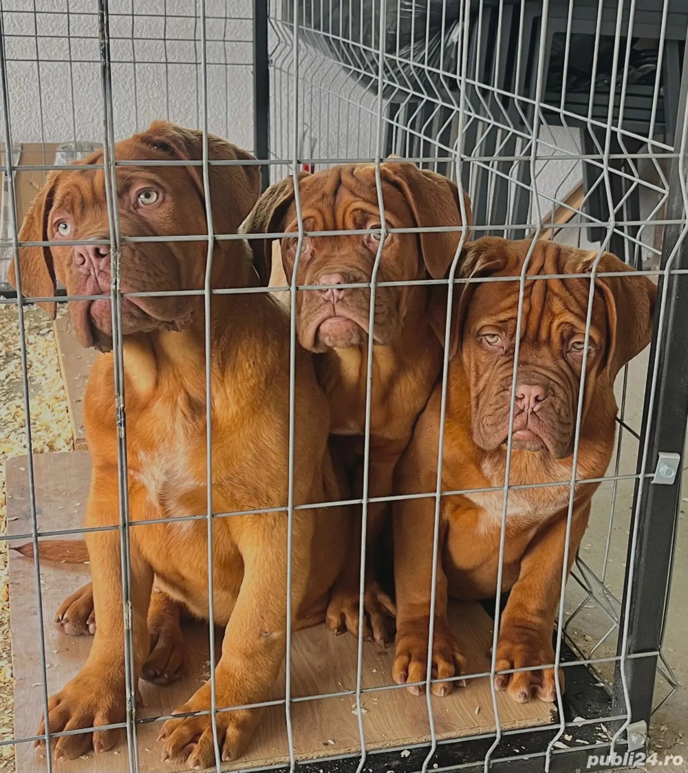 Disponibil mascul Dog de Bordeaux, în vârstă de 4 luni, provenit de la părinți campioni