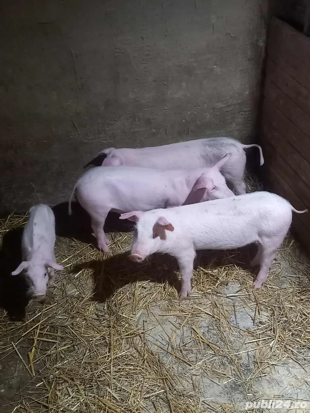 scrofite landras x pietrain 3+1 gratis