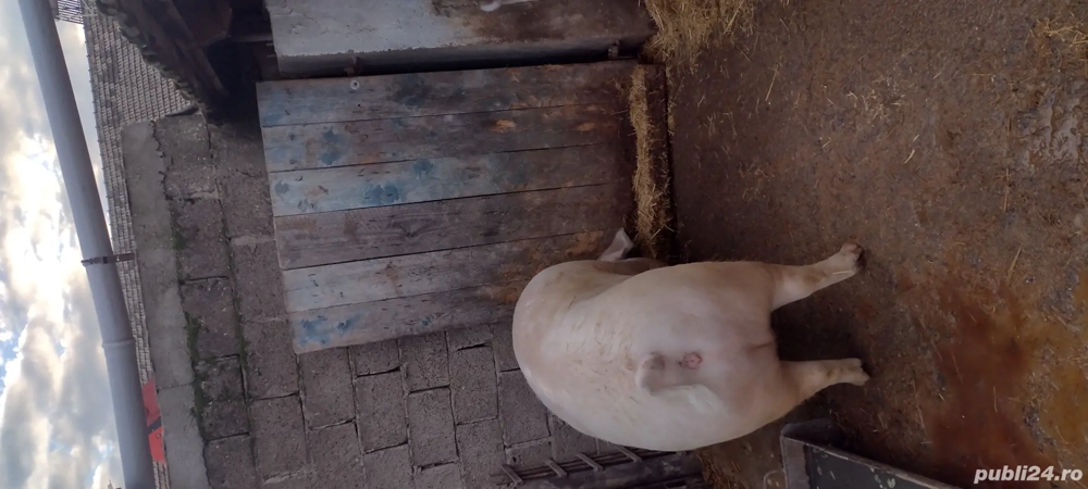 Porc de vănzare 250 kg