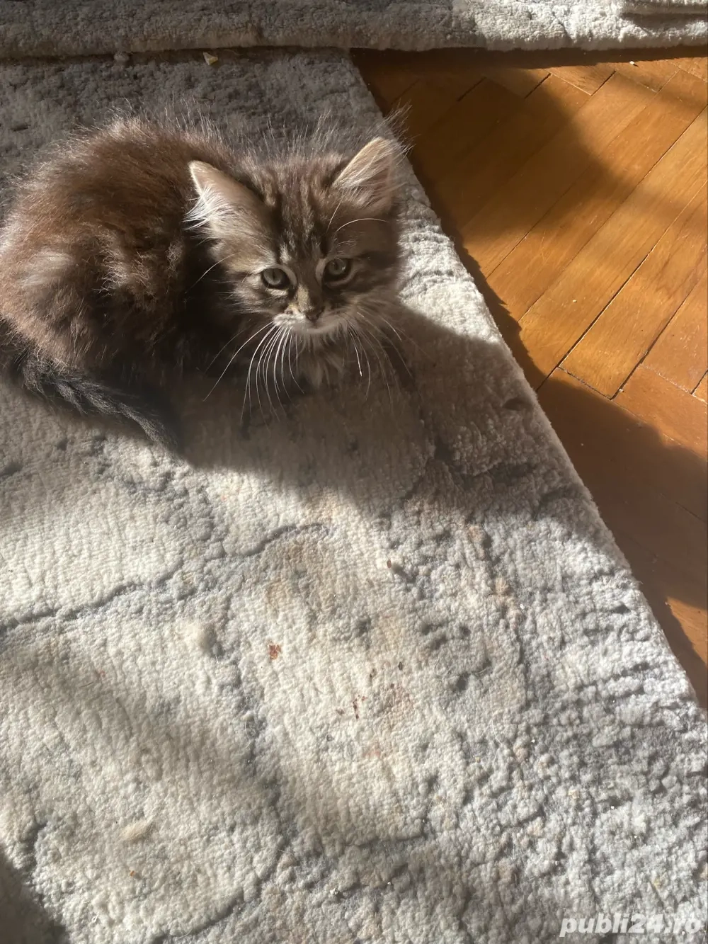 Norvegiana de padure fetita superba 2 luni 