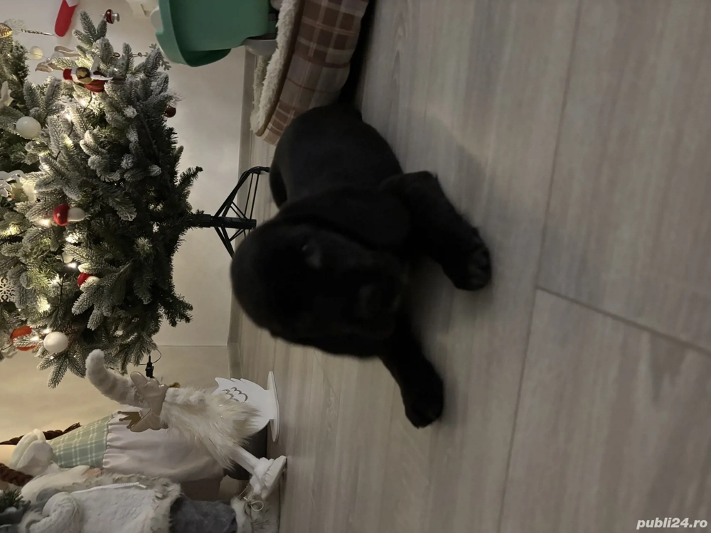 Pui cocker spaniel englez