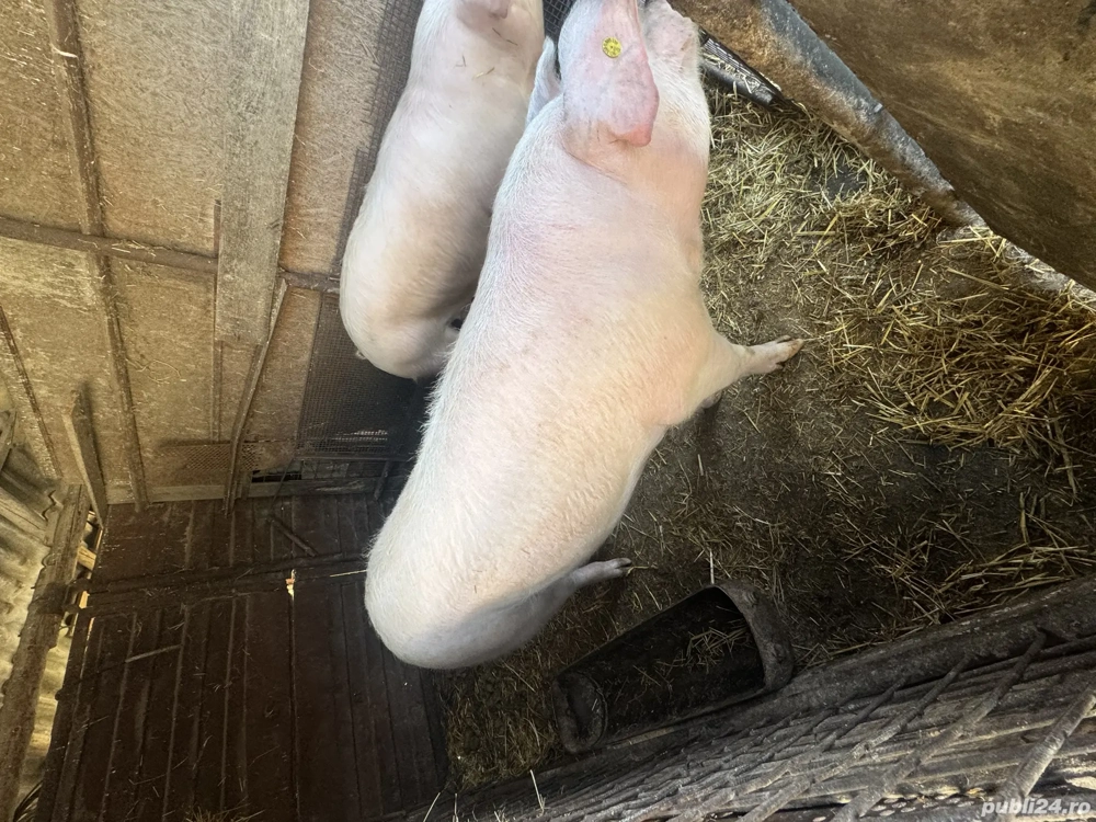 Porci de vânzare în județul Bihor, Forau (lângă Beiuș)